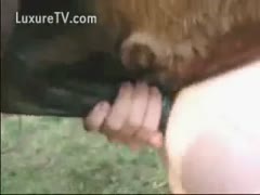 A horse fucked a man.